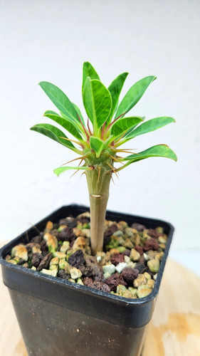 Euphorbia guillauminiana