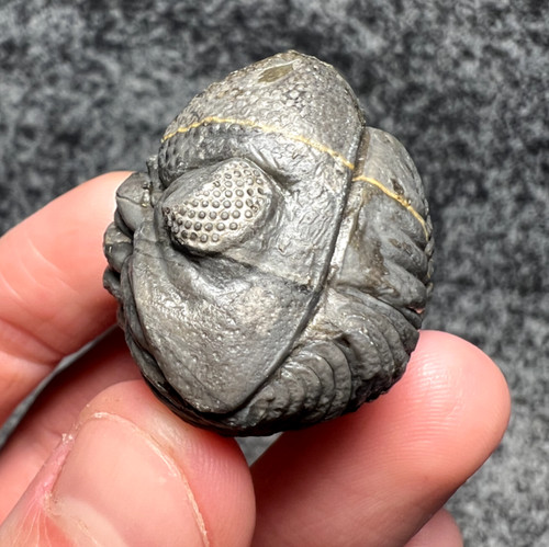 Beautiful moroccan trilobite - beautiful,