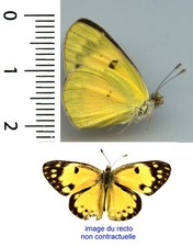 Pieridae - COLOTIS AMATA