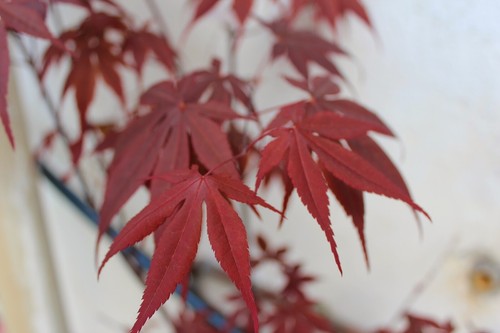 Graines erable japonais - d'erable,