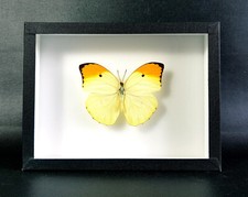 Véritable Papillon : Anteos menippe - (insecte, entomologie, taxidermie tableau)