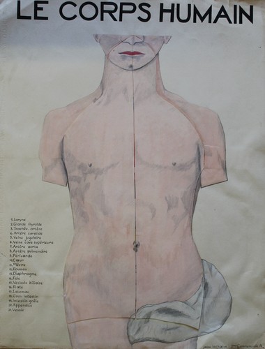Corps humain maquette - humain",