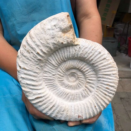41lb natural ammonite - 5.41lb, fossil
