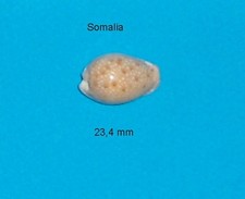 Cypraea   Marginalis  Melocellata Somalie  23,4 mm   Rare