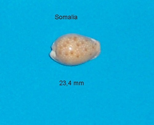 Cypraea marginalis - cypraea,