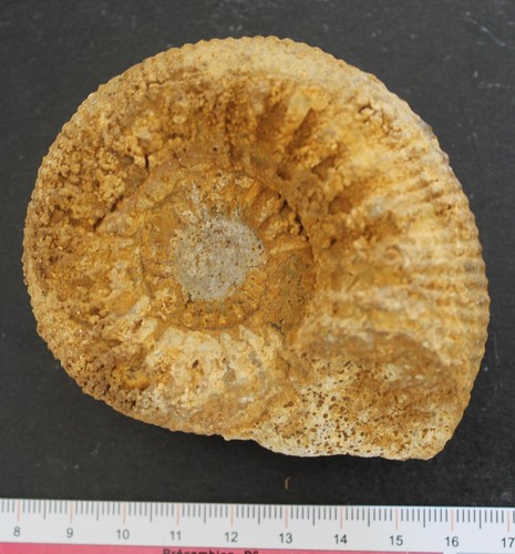 Ammonite fossile bajocien - fossile,