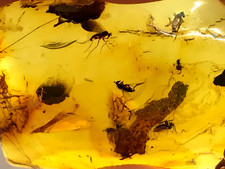 Pendentif Ambre 4 Insectes