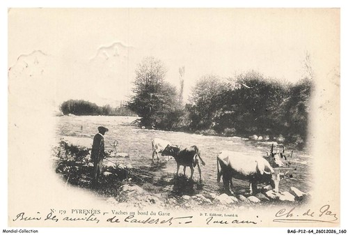 Bagp12 1282 vaches au - -,