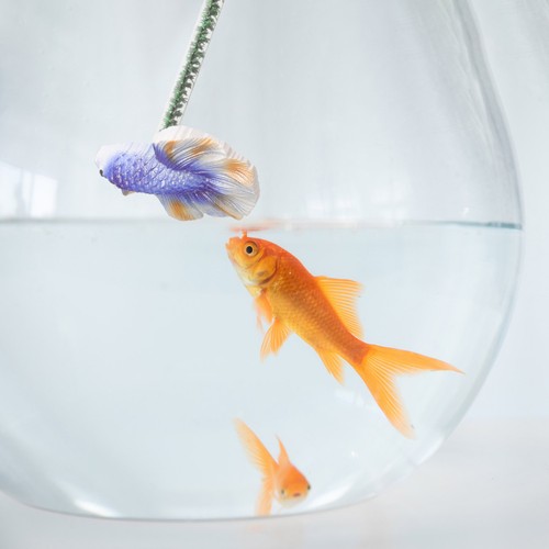 Ornements pour aquarium betta - ornements,