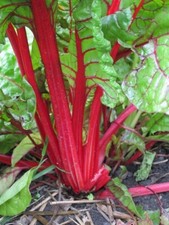 Poirée À Carde Rouge 100 Graines