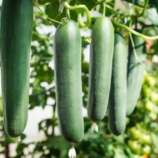 Lot De 10 Graines De Concombre