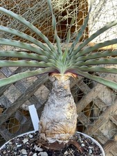 Caudex. plante "Beauté Mortelle"  "Plante Du Siècle" "Tueuse De Bœuf" Cactus Rat