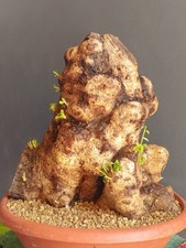 Bonsaï olivier 34 x 34 cm en pot plante sauvage arbre robuste majestueux ? ?...