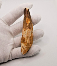 Veritable Rare Dent De