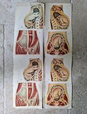 2 Planches Médecine Maternité Obstétrique Années 20