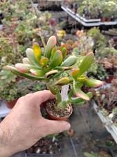 Crassula ovata "Red horn tree"