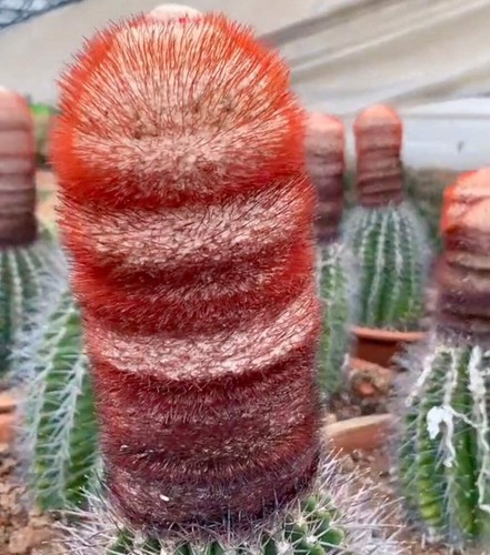 Melocactus amoenus seeds - seeds,