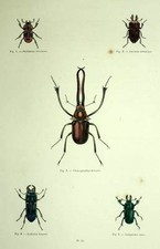 Insecte entomologie
