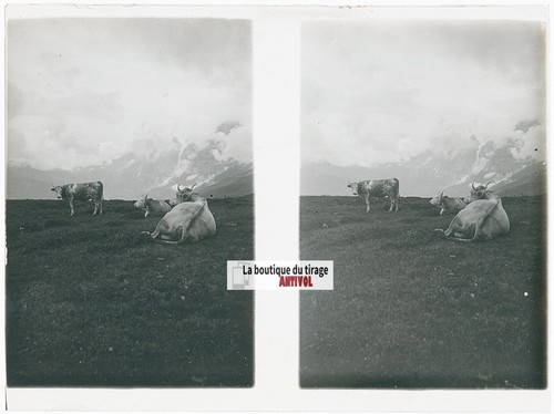 Vaches montagne alpes - vaches,,