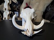 Crâne de phacochère ; Phacochoerus africanus #2111(2)