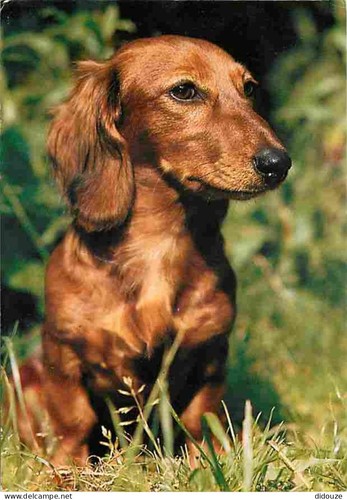 Carte postale animaux - carte,