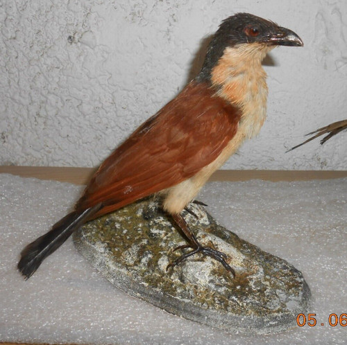 Ancienne taxidermie oiseau - ancienne,