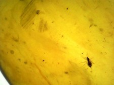 Ambre naturelle de Birmanie – inclusions insectes et végétaux – 4.01 cts