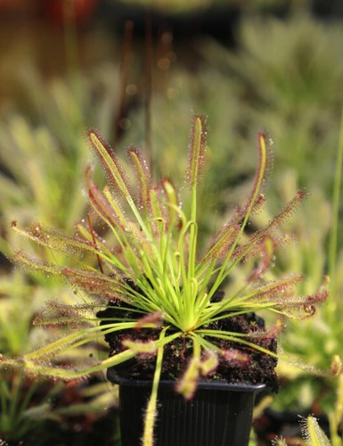 Drosera capensis plante - drosera,