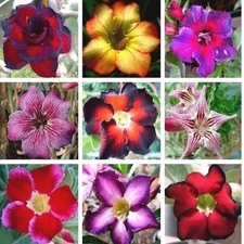 Graines Fraîches Rose du