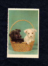 Carte postale : chiens ( chiots )