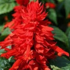 Graines de Salvia splendens,la sauge rouge,sauge écarlate,sauge splendide bio