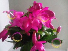 Bouture Cutting  Schlumbergera
