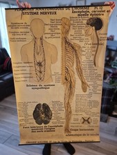 Planche anatomique n°12 1930 Signée Arnould Moreaux. Librairie Maloine PARIS N°7