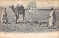 CPA ALGERIE UNE CHARRUE (dos non divisé)