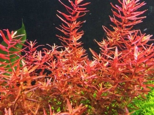 Rotala indica rotundifolia - indica/rotundifolia,