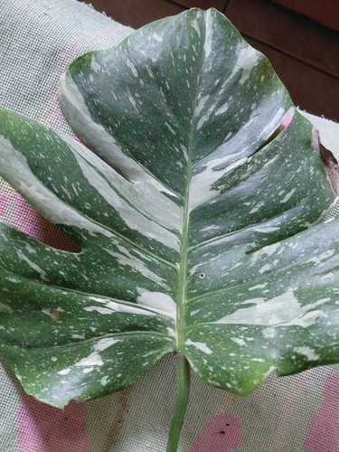 Monstera thai constellation - monstera,