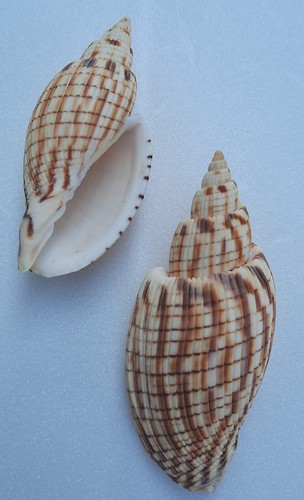 Curiosité coquillage lot - curiosité,