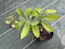 Zamia furfuracea ( Cycadaceae ) issu de semis 4 ans