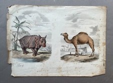 Edouard Traviès, Rhinocéros Et Dromadaire, Lithographie Animalière, XIXe