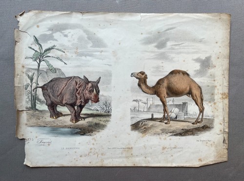Edouard traviès rhinocéros - edouard, traviès,