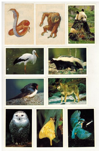 Animaux sauvages lot - animaux,