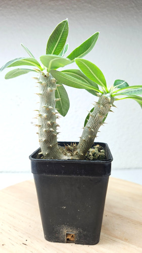 Pachypodium - , sp