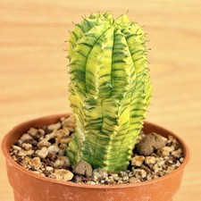 Euphorbia obesa hybride f
