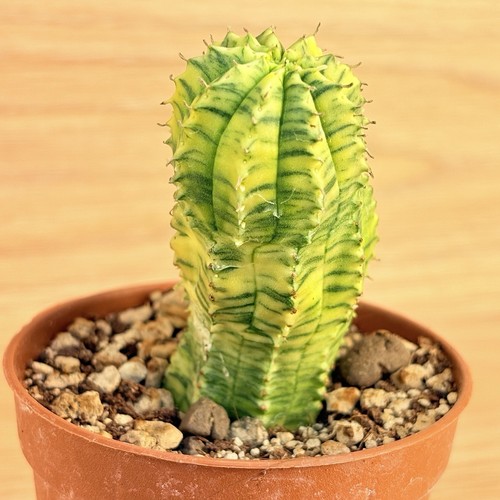 Euphorbia obesa hybride - , f