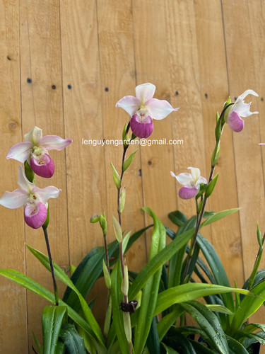 Phrag cardinale schlimii x - phrag.,