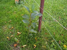 Cerisiers griotte de Montmorency. Hauteur 41 cm . Bon rendement.