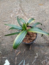 Rhapis japonica  "Taizan