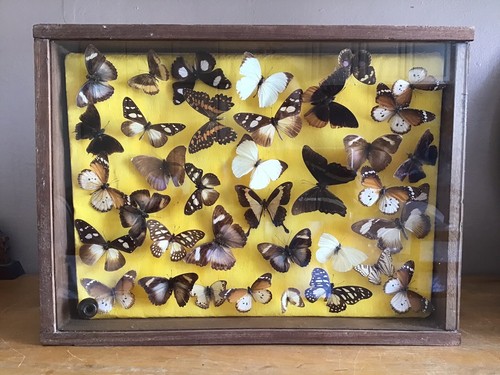 Tableau cadre vitrine - tableau,