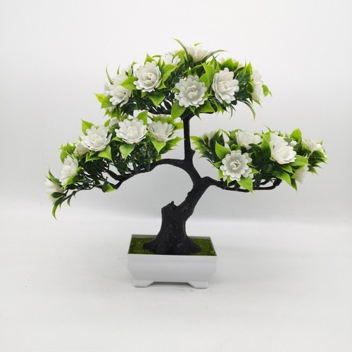 Arbre bonsaï camélia