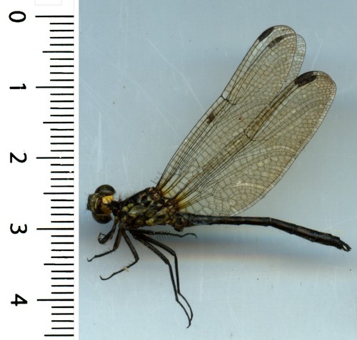 Odonata anisoptera - odonata,,